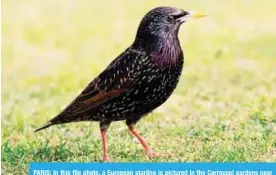  ??  ?? PARIS: In this file photo, a European starling is pictured in the Carrousel gardens near the Louvre museum in Paris. — AFP