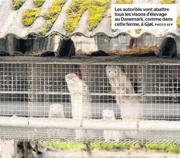  ?? PHOTO AFP ?? Les autorités vont abattre tous les visons d’élevage au Danemark, comme dans cette ferme, à Gjøl.