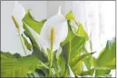  ?? Dreamstime ?? The white-petal peace lily might be beautiful, but it also is toxic to dogs and cats.