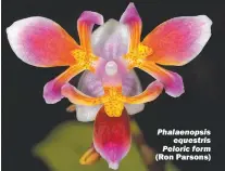 ?? (Ron Parsons) ?? Phalaenops­is equestris Peloric form