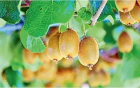  ?? ?? Zespri has created high value for kiwifruit in export markets.
