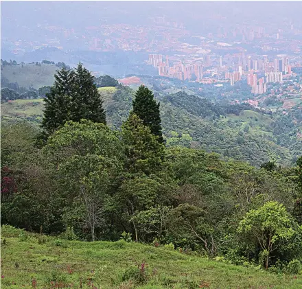  ?? FOTO DONALDO ZULUAGA ?? Sabaneta lleva 23 años recuperand­o La Romera, que era una hacienda ganadera. Volvió a surgir el bosque y hoy es un pulmón de la población.