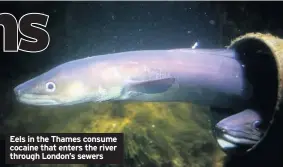  ??  ?? Eels in the Thames consume cocaine that enters the river through London’s sewers