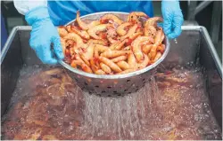  ?? WICHAN CHAROENKIA­TPAKUL ?? A worker prepares shrimp at a Thai Union factory in Songkhla province. Frozen seafood helped second-quarter net profit.