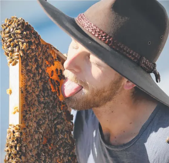  ?? Picture: GLENN HAMPSON ?? Bee whisperer Jack Stone keeps the bees happy before the big day at the Brickworks Centre next weekend.