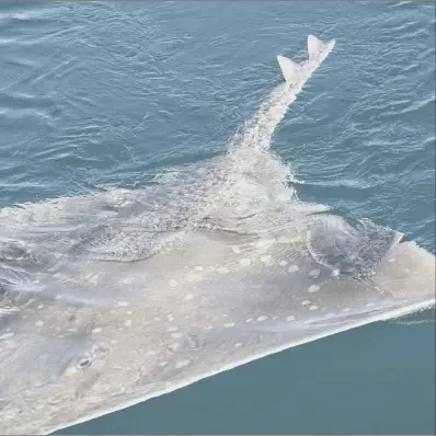  ??  ?? The Loch Sunart to Sound of Jura MPA is one of the few remaining stronghold­s of the common skate – although this magnificen­t fish is now sadly far from common