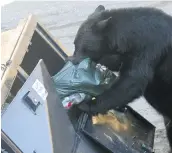  ??  ?? A black bear goes through garbage in this photo taken by a B.C. Conservati­on Service officer responding to a call in Whistler a few years ago.