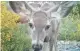  ??  ?? This fawn was photograph­ed by a hidden camera at a watering hole.