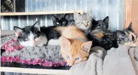  ??  ?? Kittens at Turua Animal Rescue waiting for their new homes.