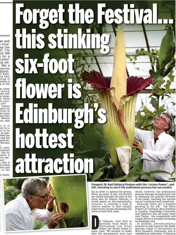  ??  ?? Pungent: Dr Axel Dalberg Poulsen with the ‘corpse flower’, and left, checking to see if the pollinatio­n process has succeeded
