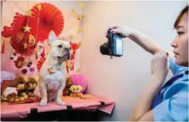  ??  ?? This picture shows a French bulldog named Bao getting a photo taken for its owner after receiving a spa treatment session at a pet groomers in Hong Kong. — AFP photos