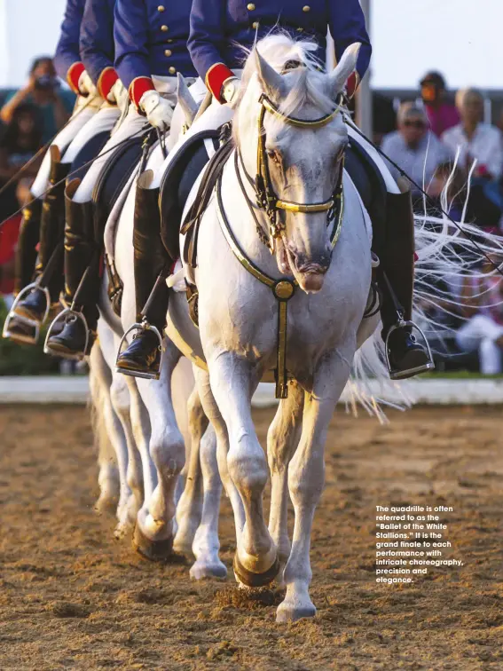  ??  ?? The quadrille is often referred to as the “Ballet of the White Stallions.” It is the grand finale to each performanc­e with intricate choreograp­hy, precision and elegance.