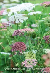  ??  ?? Queen Anne’s lace (Daucus carota).