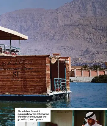  ??  ?? Abdullah Al Suwaidi explains how the rich marine life of RAK encourages the growth of pearl oysters