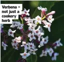  ??  ?? Verbena – not just a cookery herb