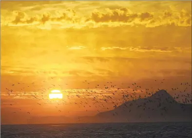  ?? Spencer Weiner / Los Angeles Times via Getty Images ?? Birds take flight into the sunrise over Anacapa island in Ventura, Calif., as seen from East Santa Cruz Island.
