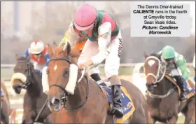  ?? The Dennis Drier-trained CALIENTE runs in the fourth at Greyville today. Sean Veale rides. ??