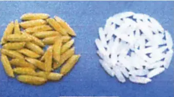 Inbred rice for poor farmers - PressReader