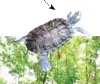  ??  ?? Il n’est pas rare de croiser des bébés tortues qui peuplent
Gran Cenote.