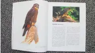  ?? Photo / David Haxton ?? A painting depicting a falcon by George Edward Lodge (left) and a photograph of a falcon taken by Roger Smith.