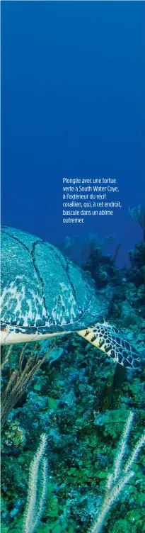  ??  ?? Plongée avec une tortue verte à South Water Caye, à l’extérieur du récif corallien, qui, à cet endroit, bascule dans un abîme outremer.
