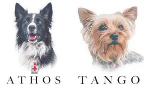  ??  ?? • “Athos” y “Tango”, los perros rescatista­s que envenenaro­n.