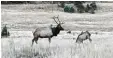  ?? Foto: Uncredited/Colorado Parks and Wildlife via AP/dpa. ?? Etwa die Hälfte seines Lebens war der Hirsch mit dem Reifen um den Hals un‰ terwegs. Jetzt wurde er davon befreit.