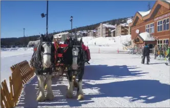  ?? J.P. SQUIRE/Special to The Okanagan Weekend ?? Even the horses at Big White Ski Resort seemed to be enjoying “a bluebird day” on Tuesday morning. Urbandicti­onary.com defines bluebird day as “an expression often used by out-of-date ski bums and boarders describing an otherwise beautiful, blue and sunny day. The expression is entirely unrelated to spring or to bluebirds.”