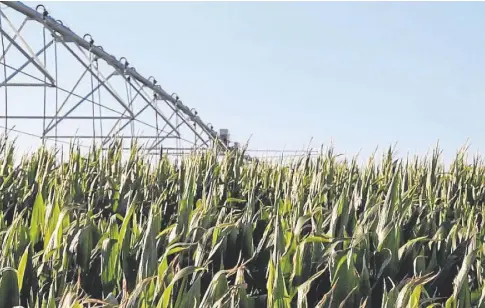  ?? // ABC ?? Un cultivo asistido por un sistema de regadío