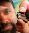  ?? Associated Press ?? Derek Main shows off part of a jawbone of a baby prehistori­c crocodile fossil he and his group found at the Arlington Archosaur Site in North Arlington, Texas.