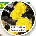  ?? ?? Tulip ‘Yellow Pomponette’