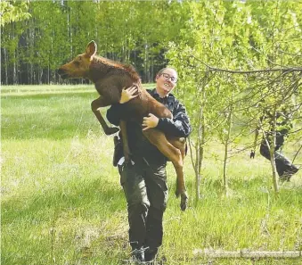  ?? HAELI CARTER ?? Fish and Wildlife officer Dana Brand carries one of two “big” baby moose found orphaned.
