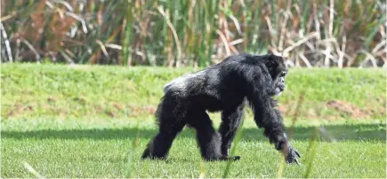  ?? PHOTOS BY PATRICK DOVE/TCPALM ?? Save the Chimps is billed as the largest privately funded nonprofit chimpanzee sanctuary in the world, with about 60 employees caring for about 230 chimps.