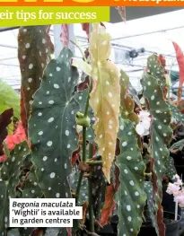  ??  ?? Begonia maculata ‘Wightii’ is available in garden centres