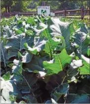  ?? PHOTO BY EMILY RYAN ?? Broccoli grows at Springton Manor Farm.