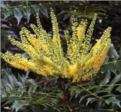  ??  ?? Mahonia x media ‘Charity’