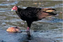  ?? COURTESY PHOTO ?? A turkey vulture finds a carcass to feed on.