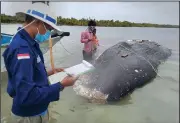  ?? AP/AKKP Wakatobi/MUHAMMAD IRPAN SEJATI TASSAKKA ?? Researcher­s in a national park in Sulawesi, Indonesia, collect data Tuesday on a dead whale, whose stomach was found to contain about 13 pounds of plastic waste.