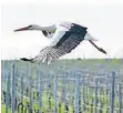  ?? FOTO: WEISSBROD/DPA ?? Ein Storch wird sonntags in manchen elsässisch­en Weinbergen auf Gäste stoßen: Noch bis 30. Juli soll es in verschiede­nen Weinbergen im Elsass Feste geben.