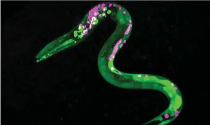  ?? Photograph: Stacy Levichev/University of Oregon/PA ?? Fluorescen­t green dots in a worm reveal neurons that respond to cannabinoi­ds. The scientists soaked the worms in anandamide, an endocannab­inoid.