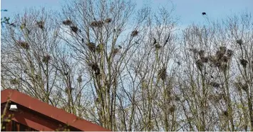  ?? Foto: Marcus Merk ?? Ein Wäldchen im Norden von Meitingen wurde als Ersatzstan­dort für die Brutplätze der Krähen ausgewählt. Inzwischen haben die Vögel dort rund 200 Nester gebaut und mit dem Brüten begonnen.