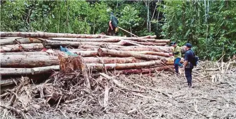  ??  ?? BALAK yang dirampas SFC di tapak pembalakan haram di Sungai Anak, Sebenak, Roban.