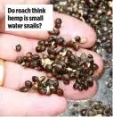  ?? ?? Do roach think hemp is small water snails?