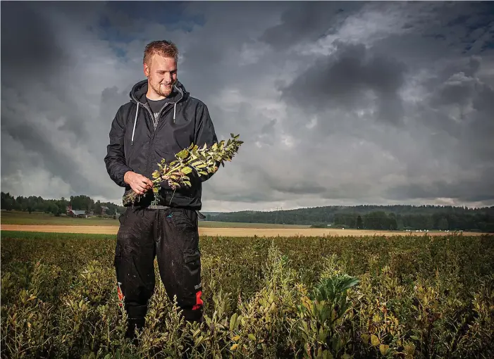  ?? FOTO: KARL VILHJáLMSS­ON ?? Marcus Wickholms släkt har ägt Teira gård i Svartå sedan 1556. Nu odlar han och pappan bondbönor för utsäde.