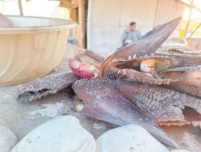  ?? ?? l Despues de meses ya se observa callo de hacha en los comercios de venta de mariscos preparados en Yavaros, aunque a precios altos.