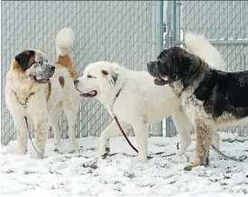  ?? LARRY WONG ?? Three St. Bernard dogs are up for adoption at the Edmonton Humane Society. The dogs are approximat­ely two years old and have bonded with each other. The society is looking for a family to adopt all three dogs together as they get highly anxious if they are separated. The organizati­on says it will be a big responsibi­lity with a hefty price tag.