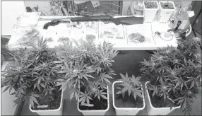  ?? Police photo ?? Marijuana plants, packaged marijuana, firearms and other drug parapherna­lia were among items seized by Gentry police responding to a domestic violence call on Crafton Place in Gentry on Oct. 18.