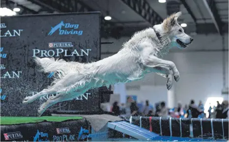  ?? FOTO: DPA ?? Beim Dog Diving springen Hunde von einem Steg oder einer Rampe ins Wasser – möglichst weit oder möglichst hoch.