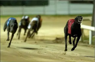  ??  ?? The greyhound industry is struggling in Ireland.