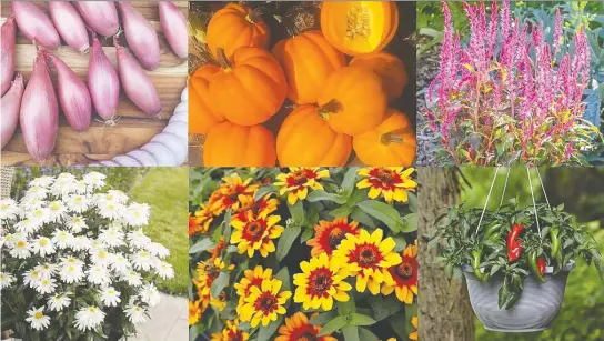  ?? ALL-AMERICA SELECTIONS ?? 2021 All-america Selection Winners. Clockwise from top left: `Creme Brulee' shallot, `Goldilocks' acorn squash, `Candela Pink' celosia, `Pot-a-peno' jalapeno pepper, `Profusion Red Yellow Bicolor' zinnia, `Sweet Daisy Birdy' Shasta daisy.